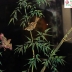 Tranh Sơn Mài Khắc Trũng ( Mai - Lan - Cúc - Trúc )