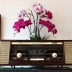 Radio PHILIPS Xưa...