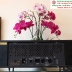 Radio PHILIPS Xưa...