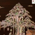 TRANH GỖ GỤ KHẢM ỐC ĐẸP ( CHỢ QUÊ )